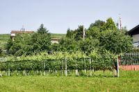 _MG_0453